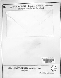 Chaetophoma cycadis image